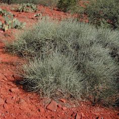 a small green plant sitting on top of a red dirt field