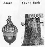 an advertisement for acorn and young bark from the early 1900's, with images of trees