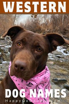 Close-up of cute dog wearing a bandana in front of a rocky stream out west Western Dog Names, Southern Dog Names, Girl Pet Names, Country Dog Names, Pet Names For Dogs, Country Girl Names