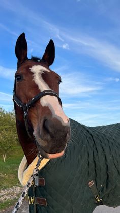 a brown horse wearing a green blanket