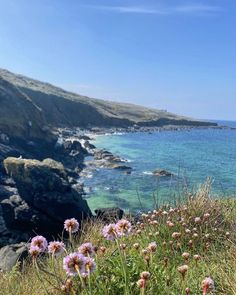 wildflowers growing on the side of a cliff overlooking the ocean and rocky coastline