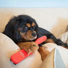 a black and brown dog laying on top of a couch holding a red frisbee