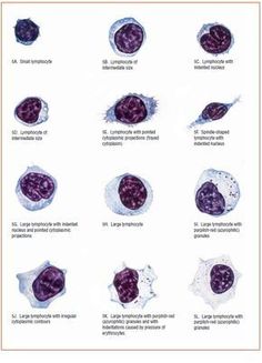 an image of different cells in the human body and what they look like them are labeled