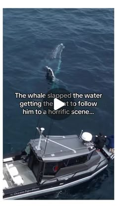 a boat in the water with a whale on it's side and an ad that reads, the whale slaped the water getting the most to follow him to hoffle scene