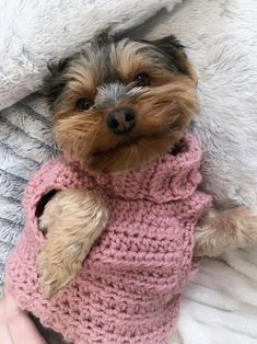 a small dog is wearing a pink sweater