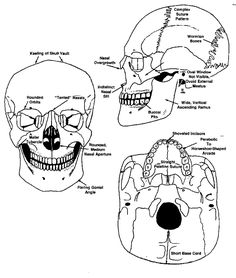 an image of the human skull with different facial expressions and features, including their names