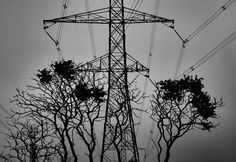 power lines and trees against a cloudy sky