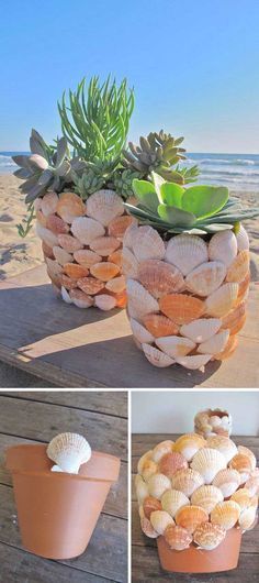 three pictures show different types of seashells and succulents