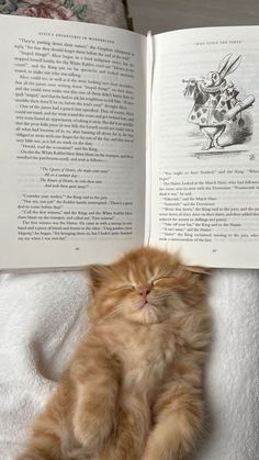 an orange kitten laying on top of a bed next to an open book with illustrations