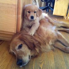 two puppies are playing on the floor