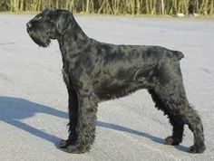 a black dog standing in the middle of a road