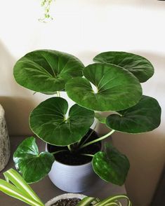 a potted plant sitting on top of a table next to another potted plant