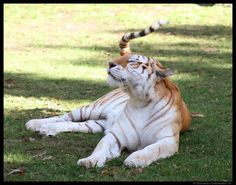 a white tiger laying in the grass with its head turned to look like it is looking up