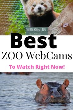 zoo webcams with the title best zoo webcams to watch right now