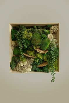 a box filled with lots of different types of green plants and flowers on top of each other