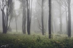 foggy forest with tall trees and grass