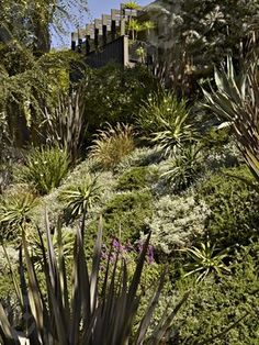 an outdoor garden with lots of plants and trees