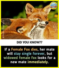 two foxes cuddling together with each other in front of the caption that reads, did you know? if a female fox dies, her mate will stay single forever