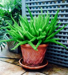 a potted plant sitting on top of a stone floor next to a wall and trellis