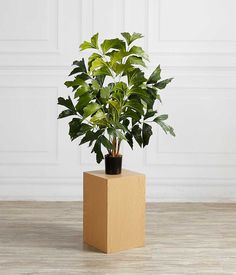 a potted plant sitting on top of a wooden box