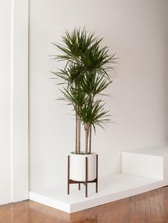 a potted plant sitting on top of a white shelf next to a wooden floor