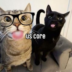 two cats wearing glasses with the caption'us core'in front of them