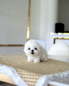 a small white dog sitting on top of a bed next to a table and chair