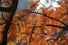 the leaves of a tree are orange and brown in color, with sunlight shining on them