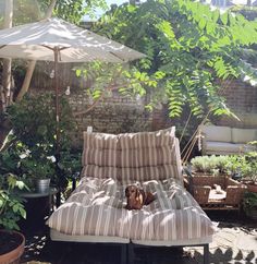 a dog laying on top of a couch under an umbrella next to plants and potted trees