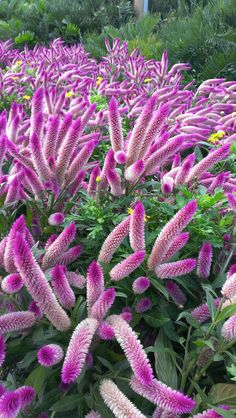 purple flowers are blooming in the garden