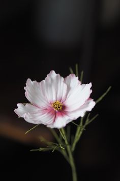 a white cosmos flower with pink and yellow centre and pink edges with green leaves  against a dark background Cosmos Flower Cake, Cosmos Flower Illustration, Cosmos Purity Flower, Chocolate Cosmos Flower, Cosmos Illustration Flower, Cosmos Botanical Illustration, Plants Photography