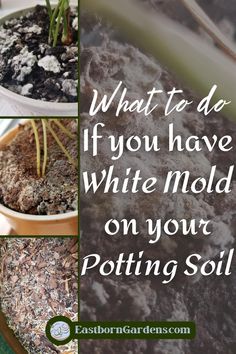 Four photos of various kinds of white mold on potting soil. Image Text: "What to do if you have white mold on your potting soil." - EastbornGardens.com How To Get Rid Of Mold In Plant Dirt, Moldy Soil House Plants, White Mold In Plant Soil, How To Get Rid Of Mold On Plant Soil, Plant Mold Remedy, Best Soil For Indoor Plants, Gardening Inside, Common House Plants, House Mold