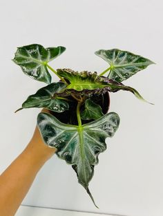 a hand holding a potted plant with large green leaves on it's side