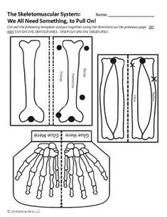 the skeletal system worksheet for students to learn about bones and their functions in science