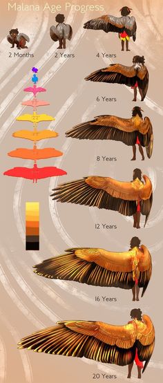 an info sheet shows the different types of birds in flight and how they are used to fly