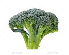 broccoli florets on a white background - stock photo - images