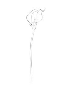 Calla Lily Line Tattoo, Single Line Calla Lily Tattoo, Calla Lily Drawing Simple, Flower Tattoos Simple Minimalist, Linear Tattoos For Women Minimalist, Calla Lily Line Drawing, Single Line Lily Tattoo, One Line Floral Tattoo, Contour Tattoo Line Drawings