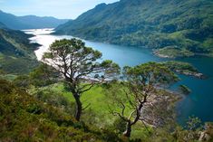 some trees and water in the middle of a mountain range with green grass on both sides