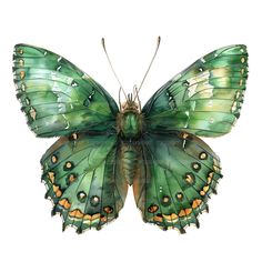 a green butterfly with yellow spots on it's wings and back legs, sitting in front of a white background