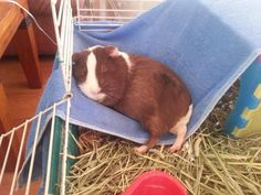 a brown and white guinea pig laying on top of hay