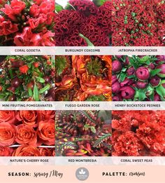 many different types of flowers are shown in this image, including red and oranges