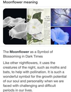 the moonflower meaning is shown in this screenshote, and it appears to be from