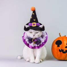 a white cat wearing a purple and black costume next to a pumpkin