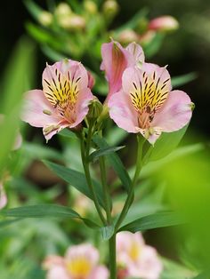 three pink flowers with yellow stamens in the foreground and green foliage in the background