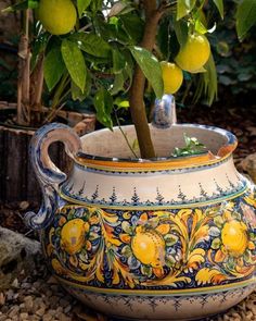 a potted plant with lemons in it sitting on the ground next to rocks