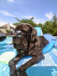 a large black dog wearing sunglasses laying on top of an inflatable pool