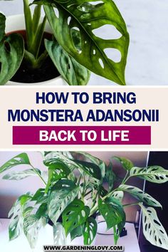 a houseplant with the words how to bring monstera adonisi back to life