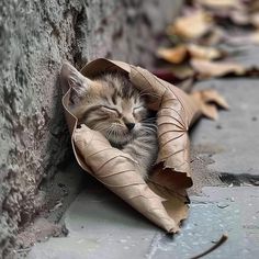 a small kitten sleeping in a paper bag on the ground with its eyes closed and it's head tucked into a wall