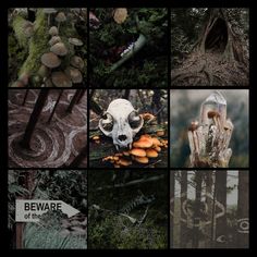 a collage of pictures with different types of plants and animals in the forest, including mushrooms