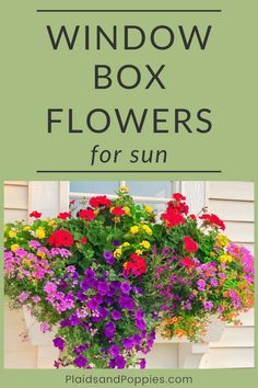 a window box filled with colorful flowers and the words, window box flowers for sun